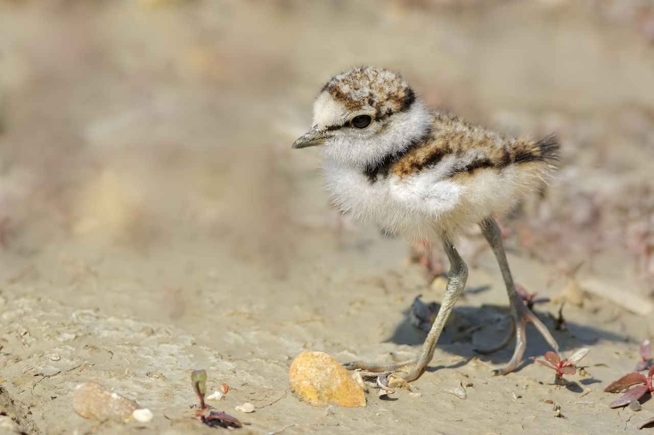 Piccolo di Corriere piccolo (Charadrius dubius)